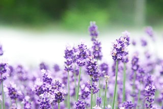 ラベンダー
